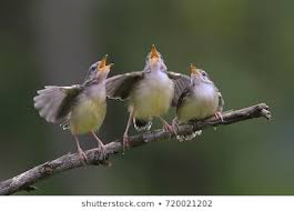 Singing Birds Images, Stock Photos & Vectors | Shutterstock
