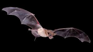 Mexican Free-Tailed Bats | Arizona Highways
