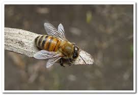 Bee Terms — B.A.S.C.