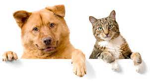 Cats vs. Dogs:&nbsp;Treats
