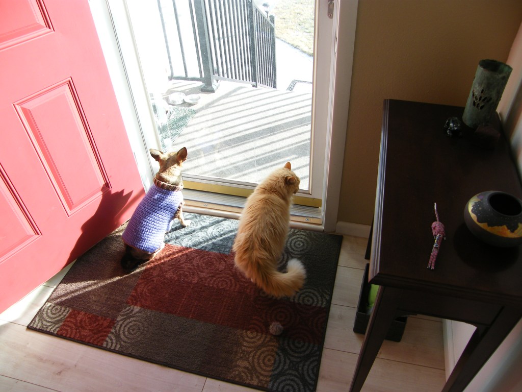 Cats vs. Dogs: New&nbsp;Stuff