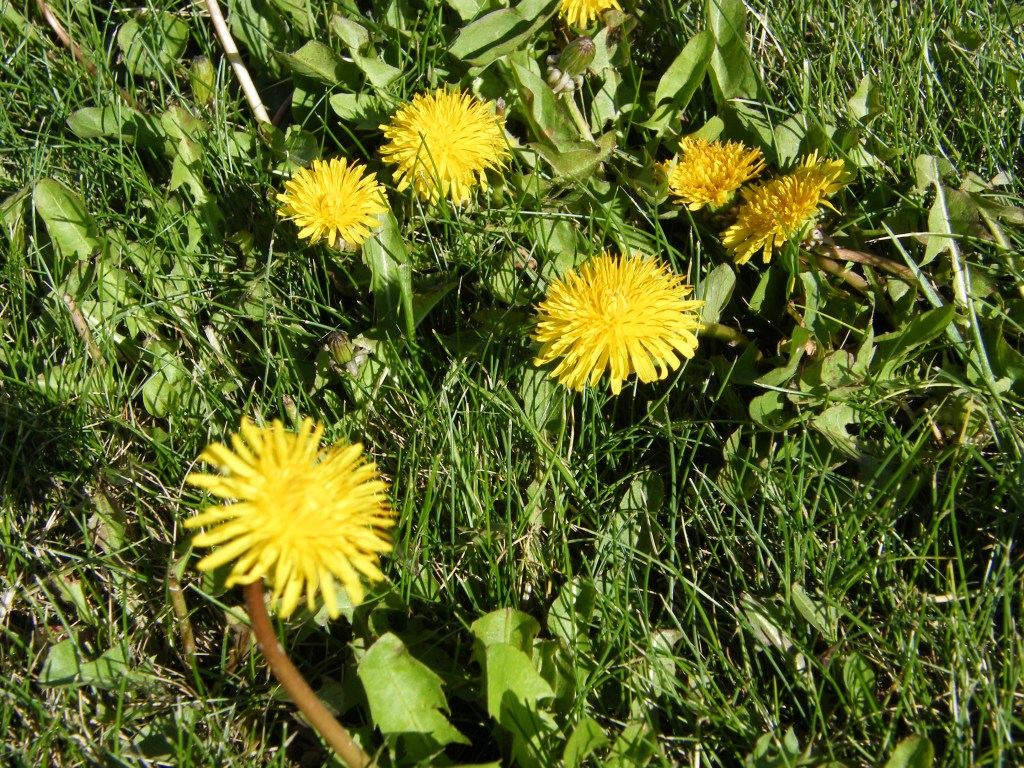 Dandelions