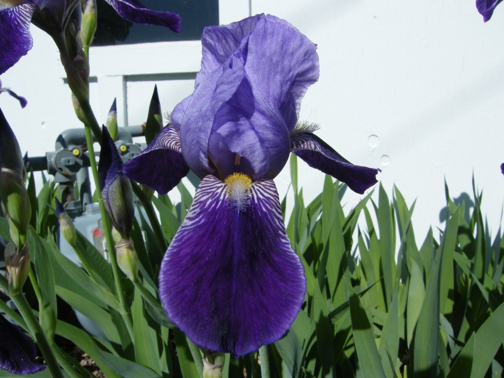 Irises