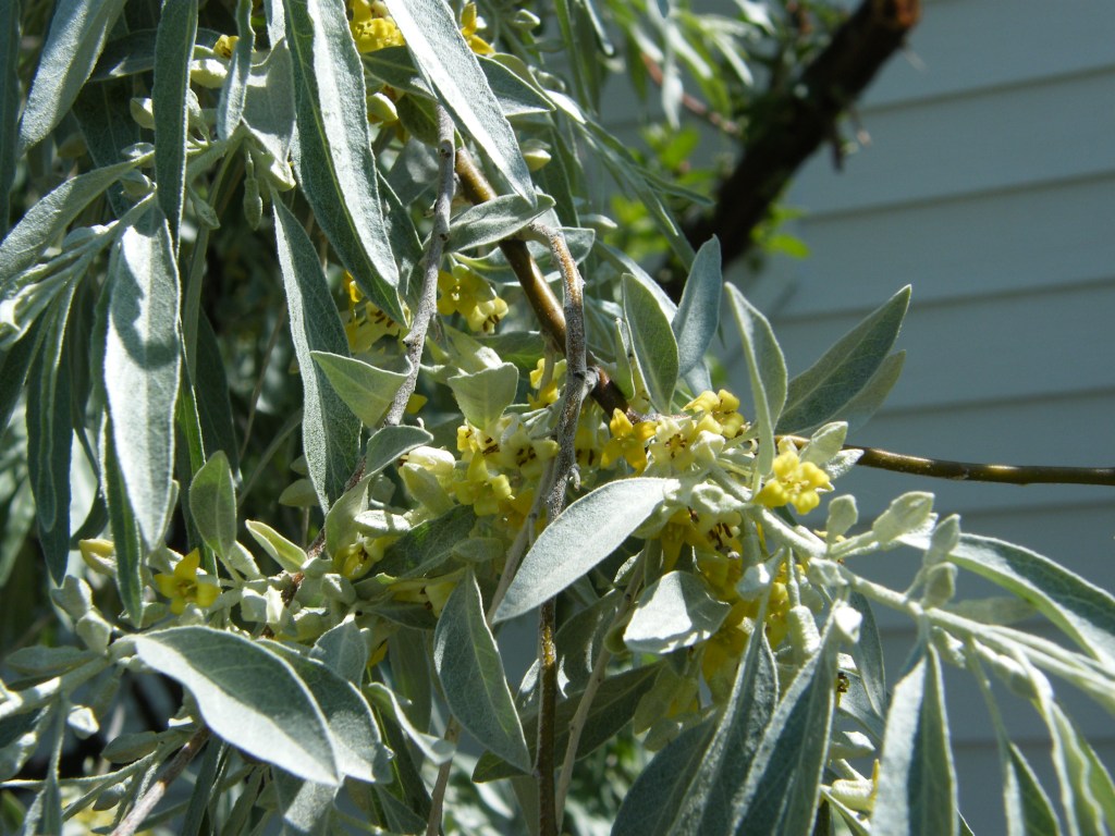 Russian Olive Tree